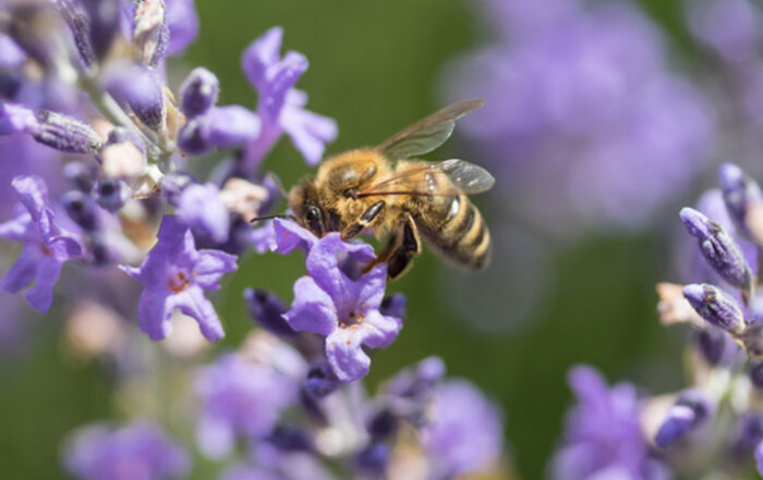 Top ten plants to effortlessly brighten up your garden