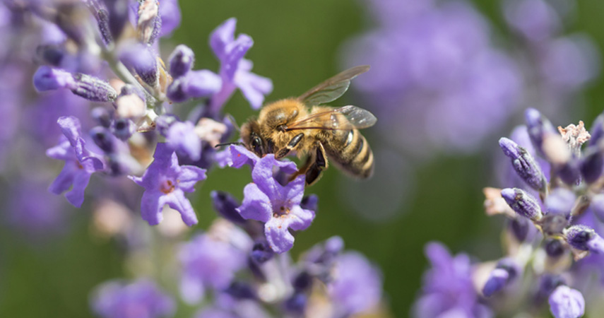 Top ten plants to effortlessly brighten up your garden