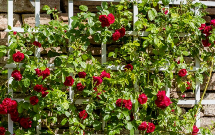 Garden furniture and features - our top choices to improve your garden