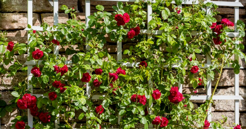 Garden furniture and features – our top choices to improve your garden Garden furniture and features - our top choices to improve your garden