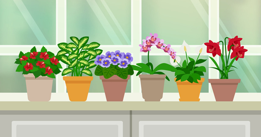 Our tips for gardening indoors, now summer is over