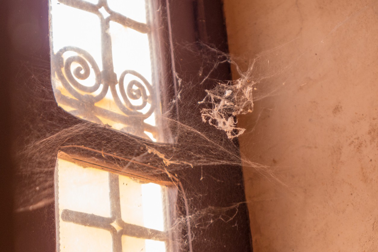 spiders spiders