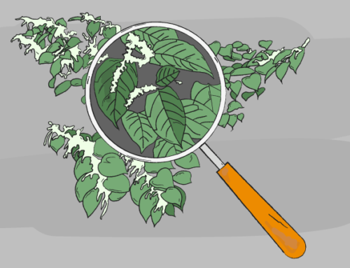 Tips for spotting Japanese knotweed in your garden