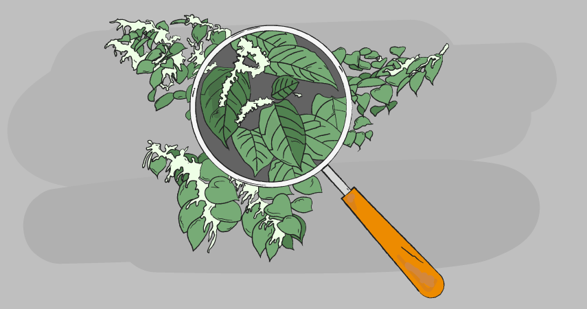 Tips for spotting Japanese knotweed in your garden